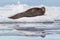 Bearded seal on ice floe