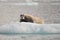 Bearded seal on an inceberg, North, Spitsbergen, Svalbard, Norway