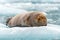 Bearded Seal Lounging on an Ice Floe