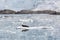 Bearded Seal is resting on an ice floe, Svalbard, Spitsbergen