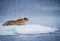 Bearded seal rests on ice floe in the Arctic near Spitzbergen
