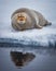 Bearded seal of Spitzbergen rests on ice