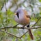 Bearded Tit ( Panurus biarmicus )