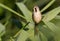 Bearded tit, Panurus biarmicus. Adult male, father of chicks