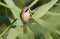 Bearded tit, Panurus biarmicus. Adult male, father of chicks