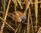 Bearded Tit, Panurus biarmicus, perched on Norfolk reeds searching for food