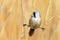 Bearded Tits panurus biarmicus sitting on the twine