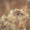 Bearded Tits sitting on a cane on beautiful background