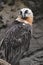 Bearded vulture