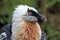 Bearded vulture