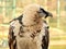 Bearded vulture