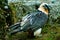 Bearded vulture