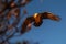 A bearded vulture in flight