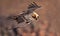 Bearded vulture flying