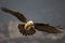 Bearded vulture flying in the Spanisch mountains.