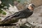 Bearded vulture (Gypaetus barbatus).