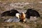 The bearded vulture Gypaetus barbatus, also known as the lammergeier or ossifrage on the feeder. Adult pair of scavengers on