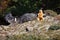 The bearded vulture Gypaetus barbatus, also known as the lammergeier or ossifrage on the feeder. Two Adult bird scavenger on