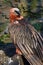 The bearded vulture Gypaetus barbatus, also known as the lammergeier or ossifrage, old bird portait. Portrait of a red-colored