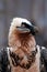 The bearded vulture Gypaetus barbatus, also known as the lammergeier or ossifrage, old bird portait. Portrait of a red-colored