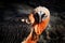 Bearded Vulture, Gypaetus barbatus, detail portrait of rare mountain bird in rocky habitat in Spain. Close-up portrait of