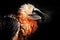 Bearded Vulture, Gypaetus barbatus, detail portrait of rare mountain bird in rocky habitat in Spain. Close-up portrait of