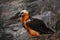 Bearded Vulture, Gypaetus barbatus, detail portrait of rare mountain bird, sitting on the rock, animal in stone habitat, Morocco