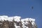 Bearded vulture gypaetus barbatus flying in front of swiss alps scenery. outstretched wings, Winter mountains scenery. Rare