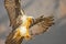 Bearded vulture Gypaetus barbatus landing in the Spanisch mountains. Lammergier landend in de Spaanse PyreneeÃ«n.