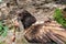 Bearded Vulture - Gypaetus barbatus - a large bird with a curved beak stands on a rock.The eagle eats meat