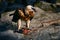 Bearded Vulture, Gypaetus barbatus, sitting on the stone and eats carrion