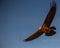 A bearded vulture lammergeier in flight