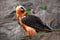 Bearded Vulture or Lammergeier, Gypaetus barbatus, detail portrait of rare mountain bird, sitting on the rock, animal in stone