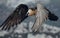 Bearded Vulture or Lammergeier, Gypaetus barbatus, flying bird on the rock mountain. Rare mountain bird, fly in winter, animal in