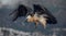 Bearded Vulture or Lammergeier, Gypaetus barbatus, flying bird on the rock mountain. Rare mountain bird, fly in winter, animal in