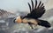 Bearded Vulture or Lammergeier, Gypaetus barbatus, flying bird on the rock mountain. Rare mountain bird, fly in winter, animal in