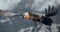 Bearded Vulture or Lammergeier, Gypaetus barbatus, flying bird on the rock mountain. Rare mountain bird, fly in winter, animal in