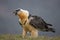 Bearded vulture scavenging and eating bones. Lammergier die beenderen zoekt en eet.