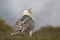 Bearded vulture scavenging and eating bones. Lammergier die beenderen zoekt en eet.