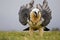 Bearded vulture scavenging and eating bones. Lammergier die beenderen zoekt en eet.