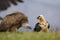 Bearded vulture scavenging and eating bones. Lammergier die beenderen zoekt en eet.