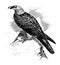 Bearded Vulture, vintage illustration