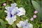 Bearded White & Lavender Iris in Garden