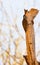 A Bearded Woodpecker on a log