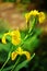 Bearded yellow iris