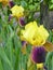 Bearded Yellow Iris in Garden setting