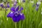 Beardless Purple Siberian Iris