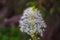 Beargrass along the Iceberg Lake Trail, Glacier National Park