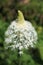 Beargrass Wildflower Closeup