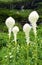 Beargrass wildflowers blooming in Glacier National Park, USA